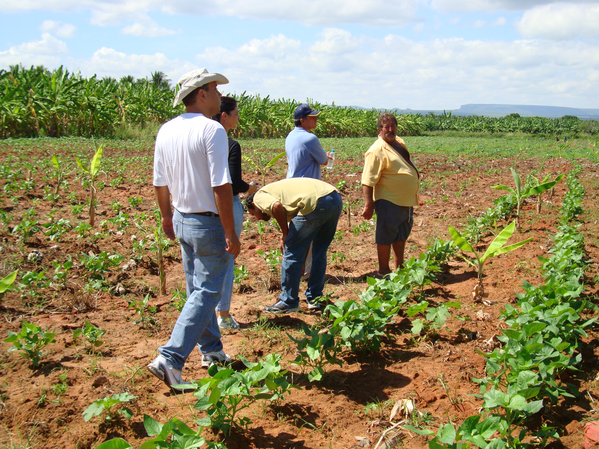 HIDROPONIA - conversas com agricultores familiares.jpg